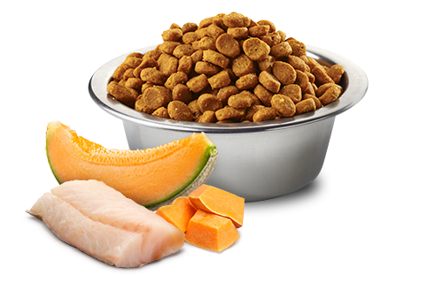 N&D Ocean Cod & Pumpkin, Cantaloupe Puppy Mini