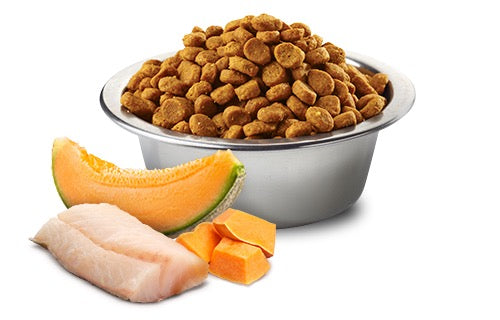 N&D Ocean Cod & Pumpkin, Cantaloupe Puppy Medium & Maxi