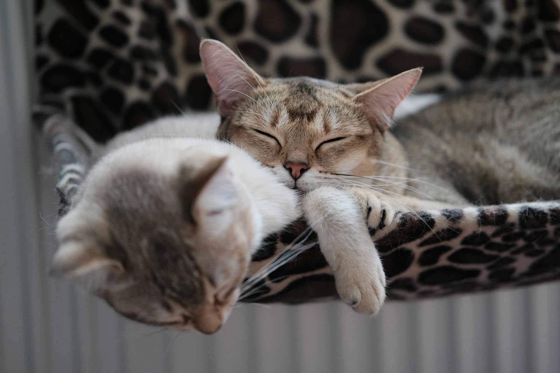 Легла за котки